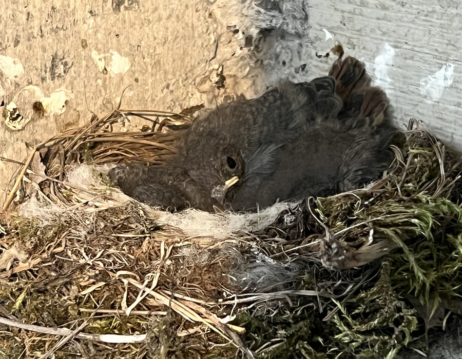 Unsere ersten Bewohner im Neubau!